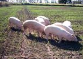 Destacan crecimiento del sector porcino y aviar