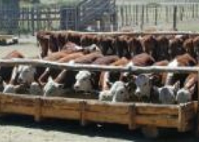 Los terneros brillan en el “feedlot”