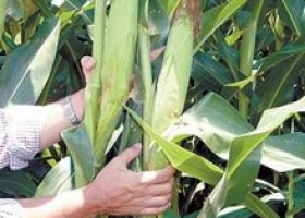 Al maíz le llega el turno de la cosecha.