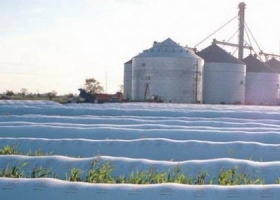 Productores no creen en un dólar de $ 8 y retienen la soja