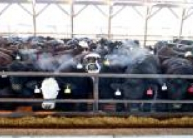 Aumentó un 1,3% interanual el stock bovino