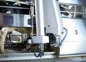 Llega el primer robot que ordeña vacas