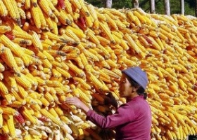 El maíz, también retrasado