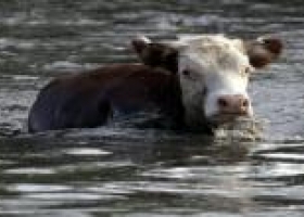 Alerta ganadera por la crecida del Paraná