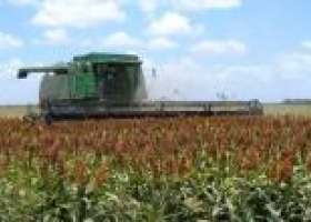 La cosecha de sorgo sería de 4,3 M Tn.