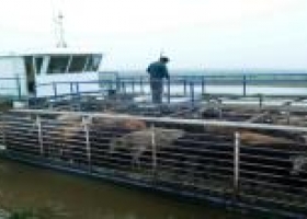 Febril traslado de vacas en las islas del Paraná