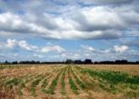 Advierten por pérdida de nutrientes de los suelos