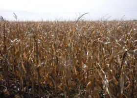 El 25% de la producción maicera aún en pie
