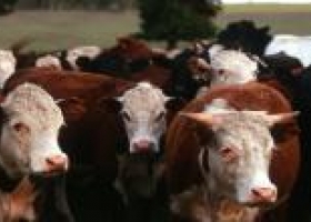 La AFIP fiscalizará la totalidad del rodeo vacuno