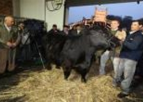Comenzó el ingreso de bovinos en La Rural