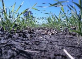 100 mil ha menos sobre la intención de trigo