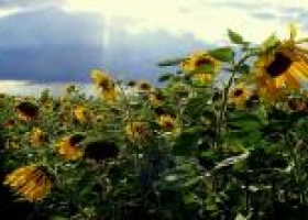 Precio superior para el aceite de girasol alto oleico