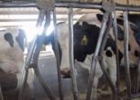 Tambos: créditos blandos serán por $ 500 M