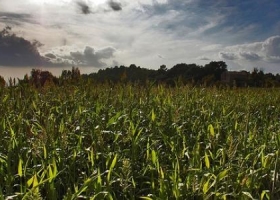 Advierten que podría caer la siembra de maíz por tercer año