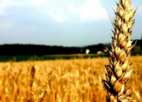 El USDA le dejó poco margen de suba al trigo