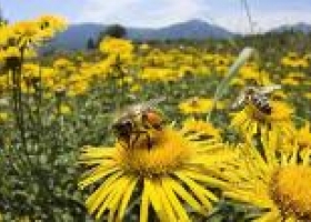 Cae población de abejas e impacta en los cultivos