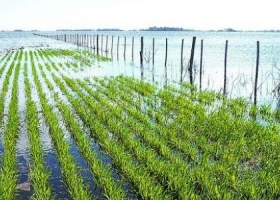 Graves pérdidas en trigo por temporal en el sur bonaerense