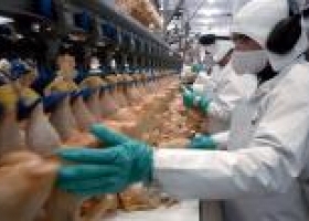 Comenzaron las exportaciones avícolas hacia Rusia