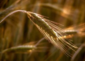 Trigo: La intervención K sirvió para poco y nada