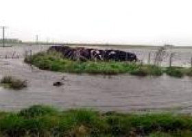 70% de los campos ganaderos de Ayacucho está bajo el agua