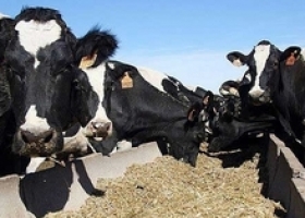 Cambio climático y su impacto en la producción ganadera
