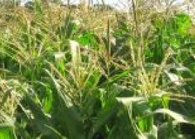 Estiman una caída de área maicera del 16%