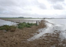Más de un millón de hectáreas de trigo afectadas por inundaciones