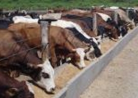 Feedlots comienzan a vaciarse y habrá menos carne