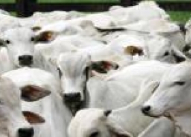 Proteina animal: crecen envíos de Brasil a Rusia