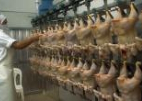 El pollo vuela y se aproxima al récord