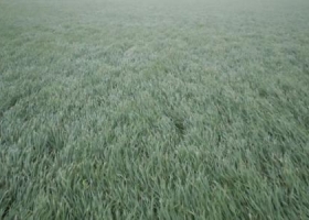 Lluvias oportunas para el trigo y el maíz en la zona núcleo