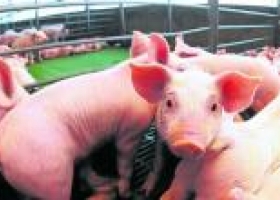 Producción de carne porcina creció un 7,59%