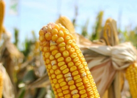 Comenzó la cosecha récord en Estados Unidos