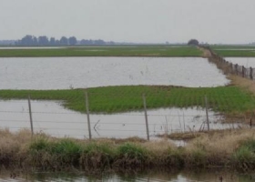Ya se perdieron casi 150.000 hectáreas de trigo y cebada por las inundaciones.