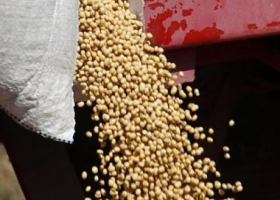 Por derrumbe de precios, la cosecha de soja 2015 dejará hasta u$s 8.000 millones menos.
