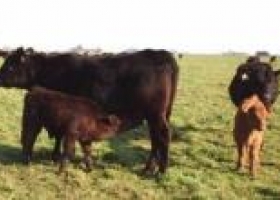 Se retraen los granos y avanzan las vacas