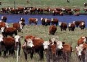 A falta de novillos, buenas son las vacas