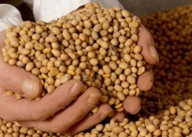 Chaco: ya se produjeron ejemplares de maíz y soja resistentes a la sequía