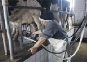 Empresas lácteas acorraladas por un sindicato
