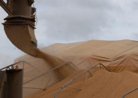 Firmas cerealeras dijeron "no positivo"