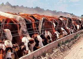 ¿Qué pasará con la oferta de feedlot en Argentina?