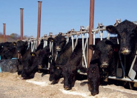 Convertir maíz en carne vuelve a ser negocio para los ganaderos.