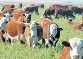 Producción de carne vacuna crecería un 18,6%