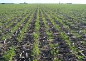 Siembra de soja 14/15, rumbo a un récord absoluto en Argentina