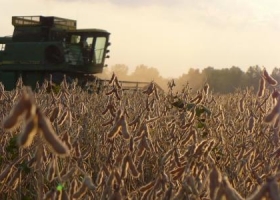 Soja: aseguran que productores ganan 36% menos que lo percibido en los últimos 12 años