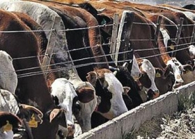 Feedlot: Brasil duplicaría su producción en nueve años