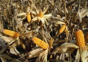 Cadena del maíz reclama fin de trabas al cereal para incentivar la producción.