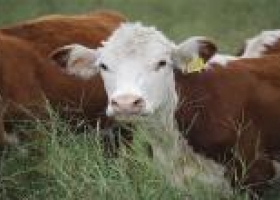 Mercosur, la meca de la carne