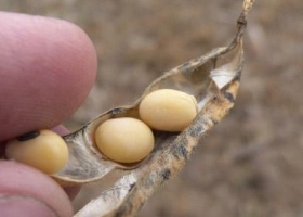 Cumbre empresaria ante la baja venta de semillas de soja