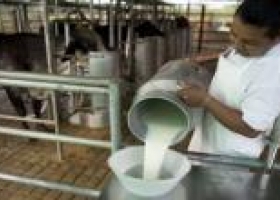 La leche, beneficiada por el precio del maíz